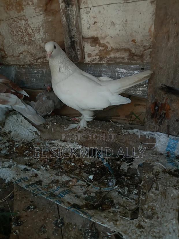 Best Pair Pigeon - thumbnail 3