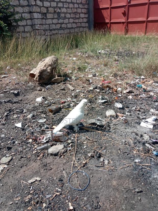 Best Pair Pigeon - thumbnail 4