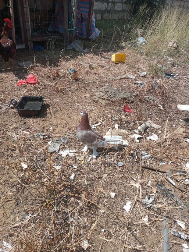 Best Pair Pigeon - thumbnail 5