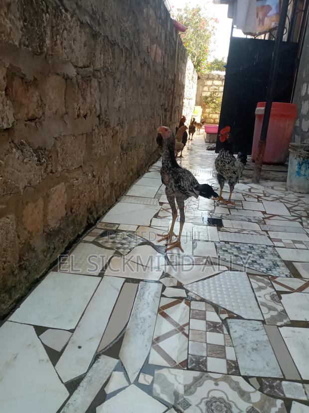 Best Male Kuchi - main view