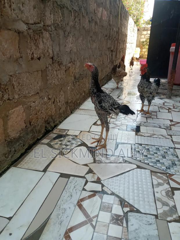 Best Male Kuchi - thumbnail 3