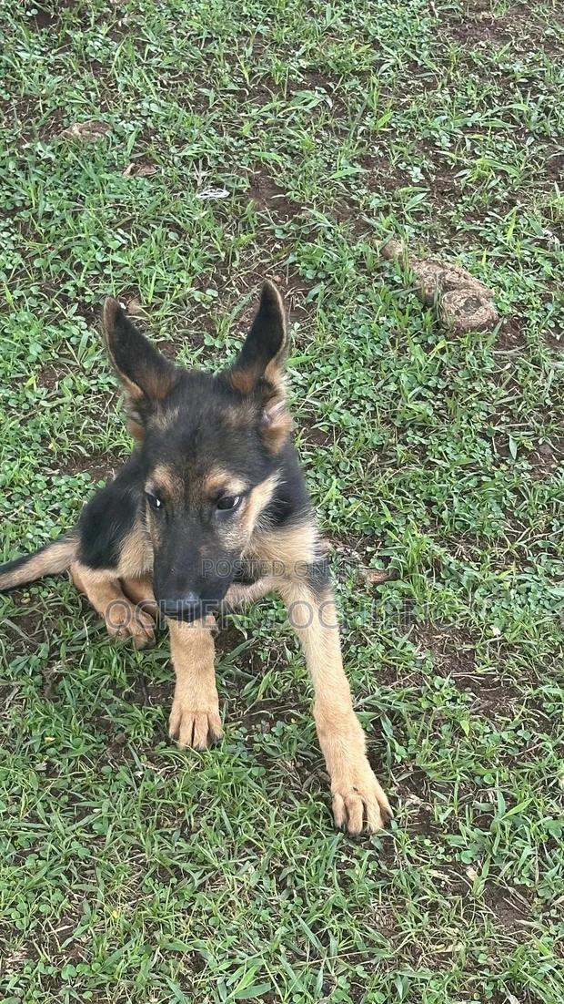 3-6 months Female Purebred German Shepherd - main view