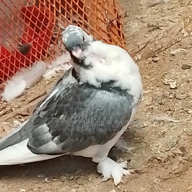 Short Beak - thumbnail 3