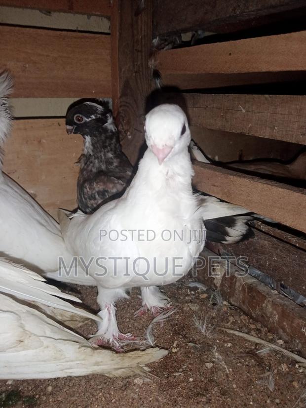 Short Beak - main view