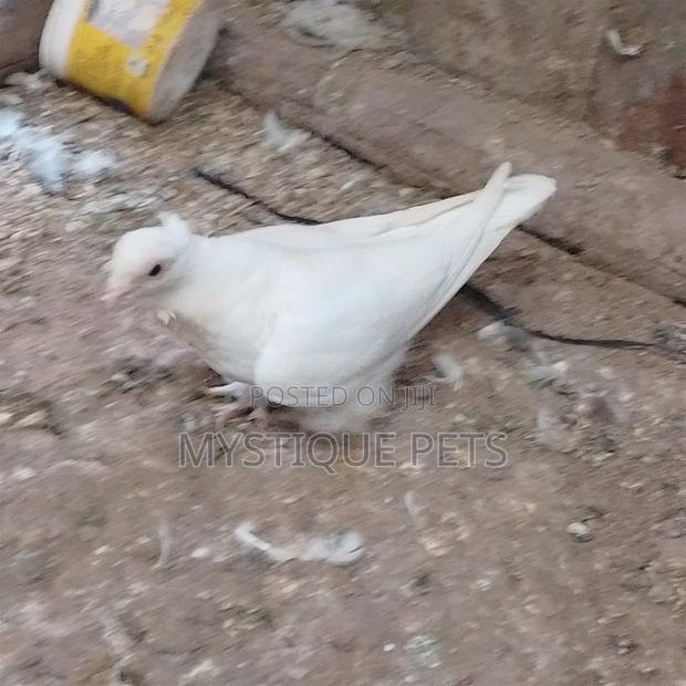 Short Beak - thumbnail 5