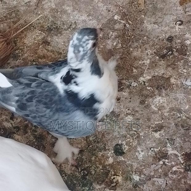 Short Beak - thumbnail 4