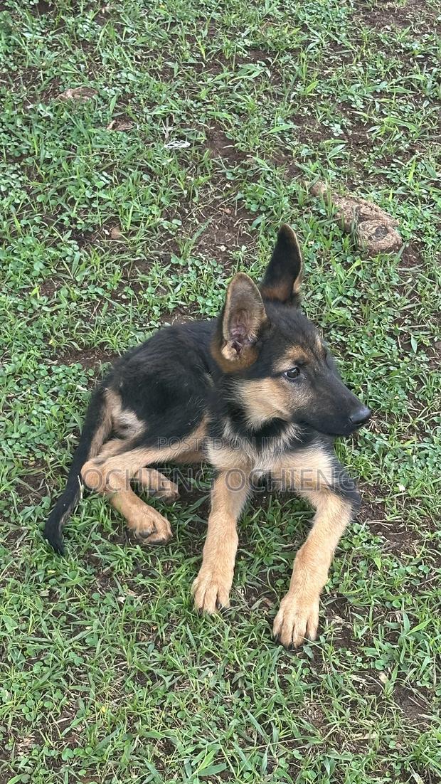 3-6 months Female Purebred German Shepherd - thumbnail 3