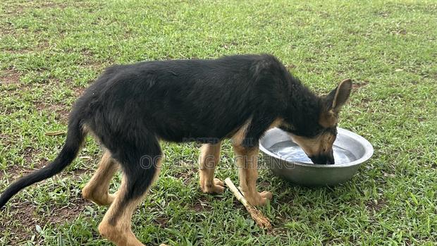 3-6 months Female Purebred German Shepherd - thumbnail 4