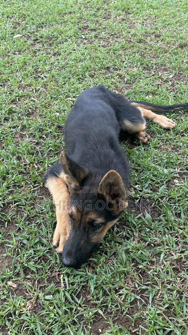 3-6 months Female Purebred German Shepherd - thumbnail 5