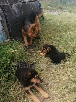 1-3 months Male Mixed Breed German Shepherd - thumbnail 2