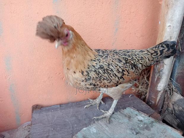 Polish Bantam - main view