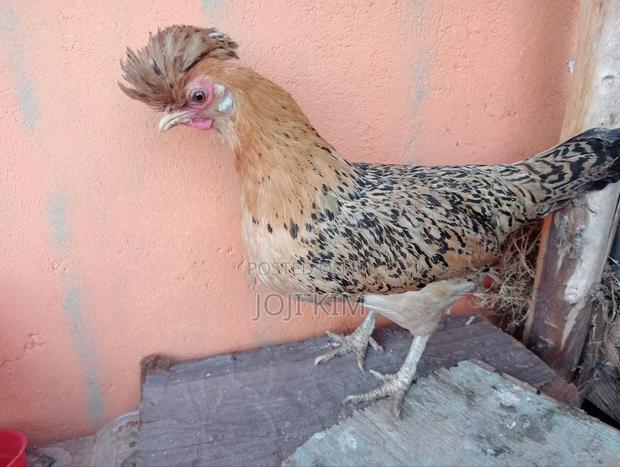 Polish Bantam - thumbnail 2