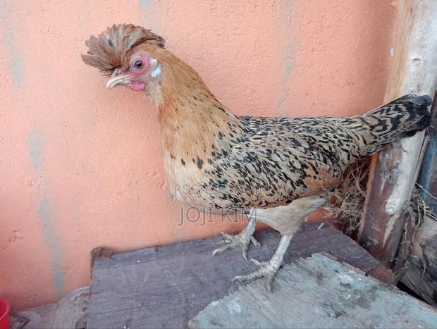 Polish Bantam - thumbnail 3