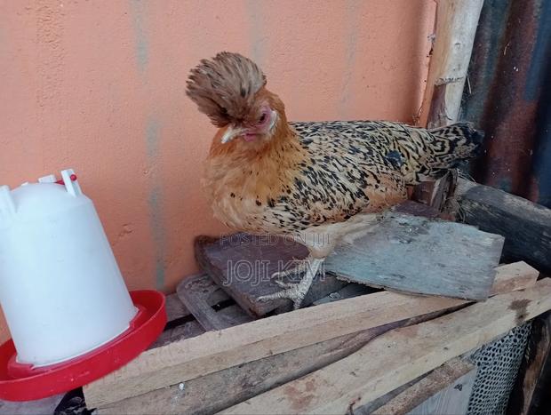 Polish Bantam - thumbnail 4