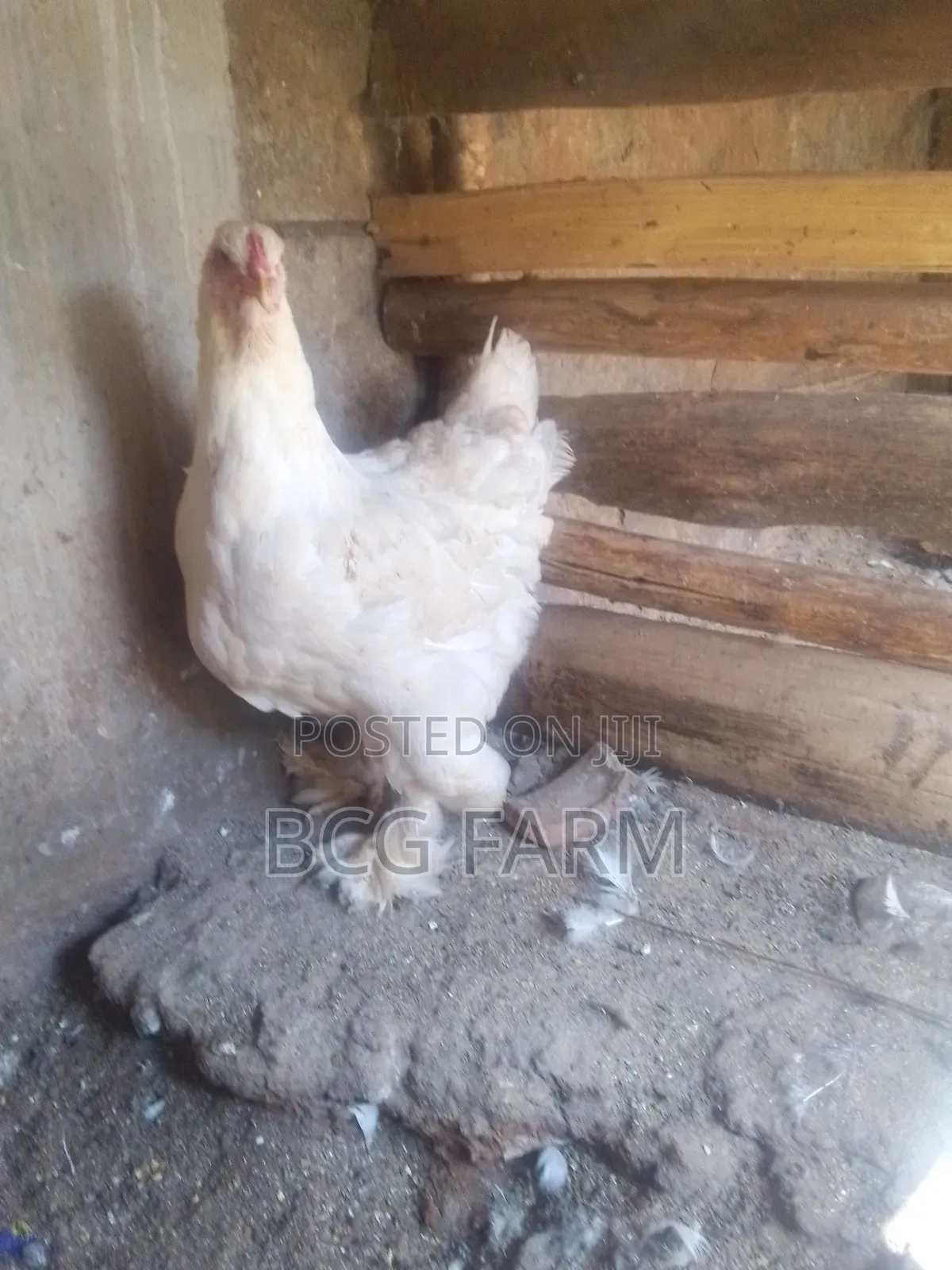 Brahma Eggs and Chicks