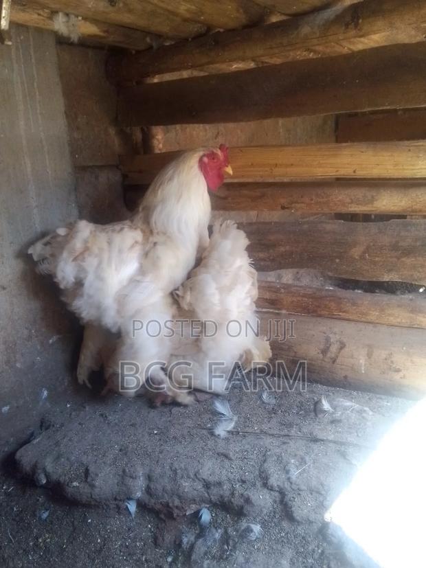 Brahma Chicks - thumbnail 2