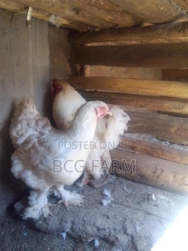 Brahma Chicks - thumbnail 3