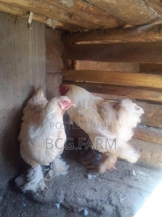 Brahma Chicks - thumbnail 4