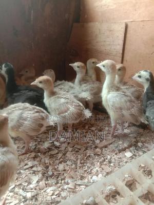 Red Bourbon Poults - thumbnail 2