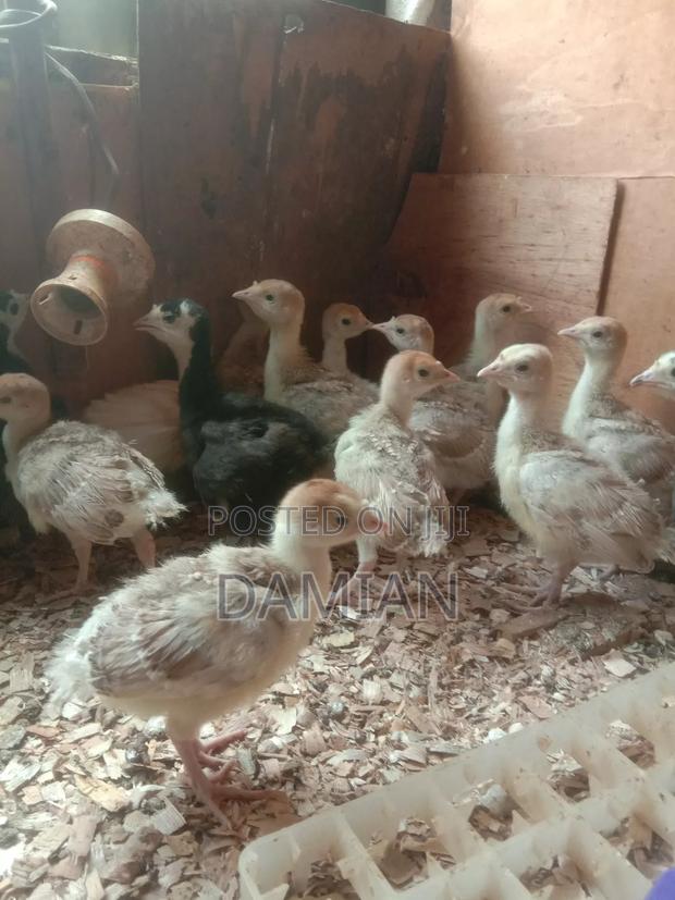 Red Bourbon Poults - thumbnail 3