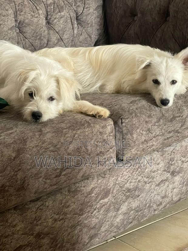 6-12 months Female Purebred Maltese - main view