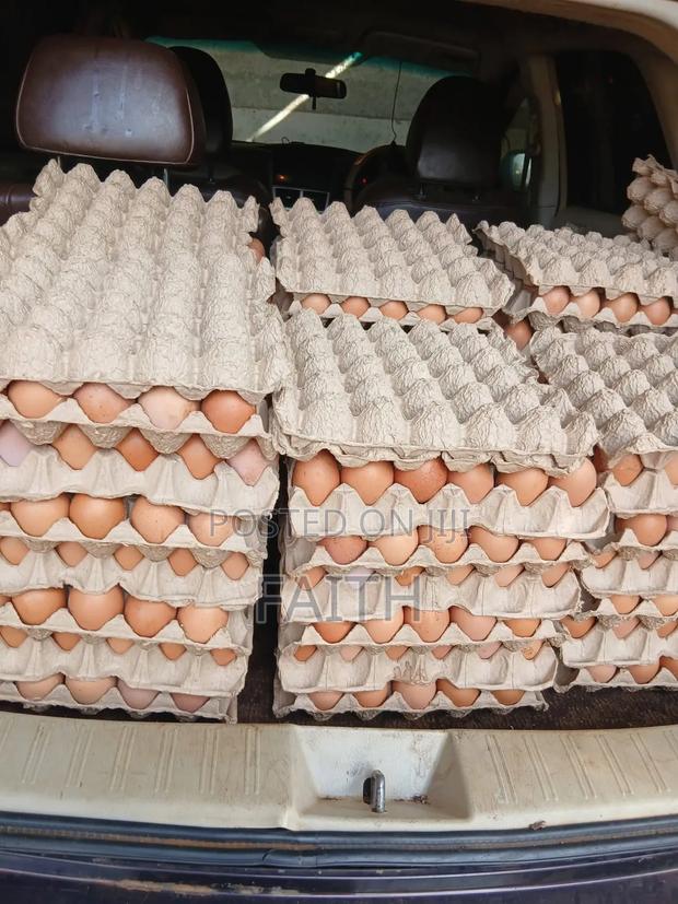 Tray of Broiler Eggs - main view