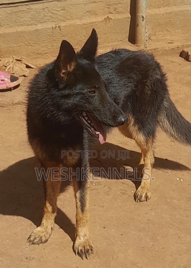 6-12 months Female Purebred German Shepherd - thumbnail 3