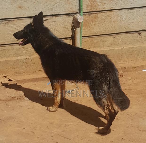 6-12 months Female Purebred German Shepherd - thumbnail 4