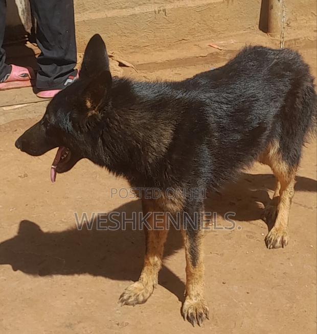 6-12 months Female Purebred German Shepherd - thumbnail 5