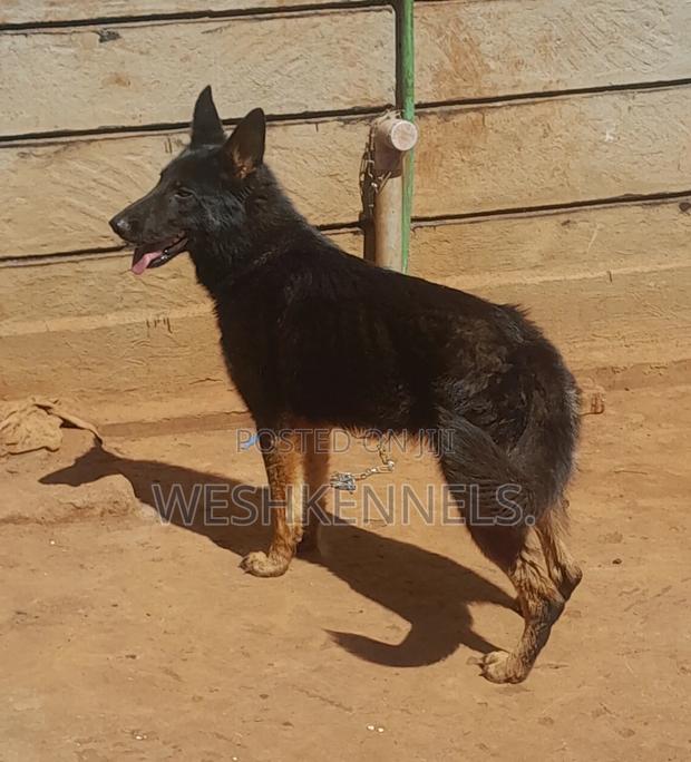 6-12 months Female Purebred German Shepherd - main view