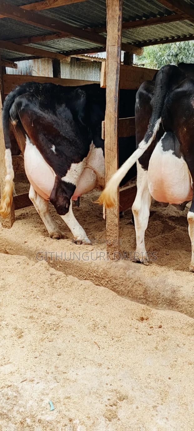 Dairy Farming - main view