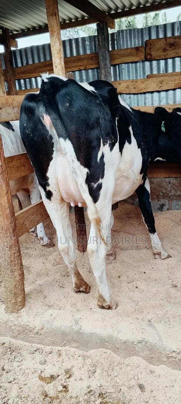 Dairy Farming - thumbnail 6