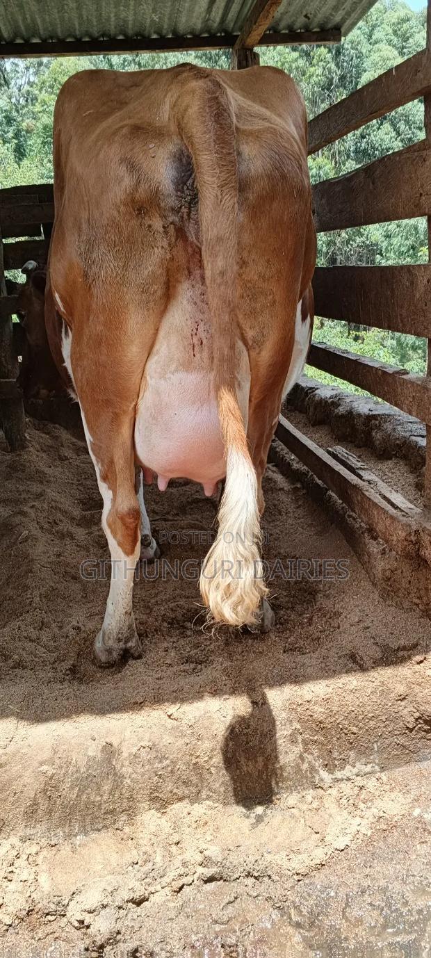 Dairy Farming - thumbnail 7