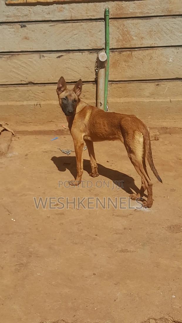 3-6 months Female Purebred Belgian Malinois