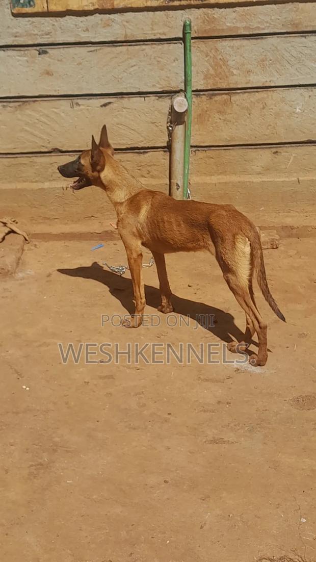 3-6 months Female Purebred Belgian Malinois - thumbnail 2