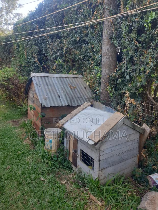 Dog Kennel - thumbnail 3