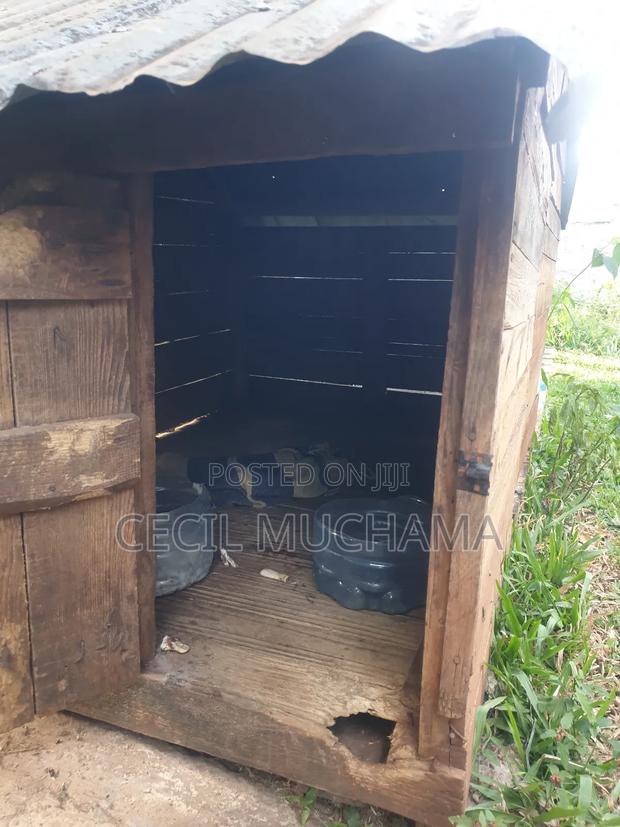 Dog Kennel - thumbnail 5