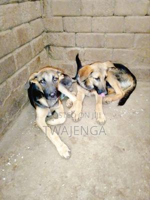 3-6 months Male Purebred German Shepherd - thumbnail 2