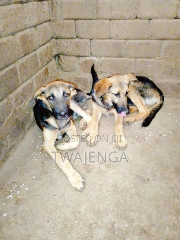 3-6 months Male Purebred German Shepherd - main view