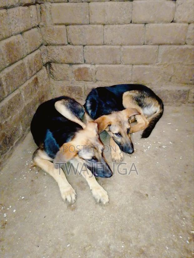 3-6 months Male Purebred German Shepherd - thumbnail 3