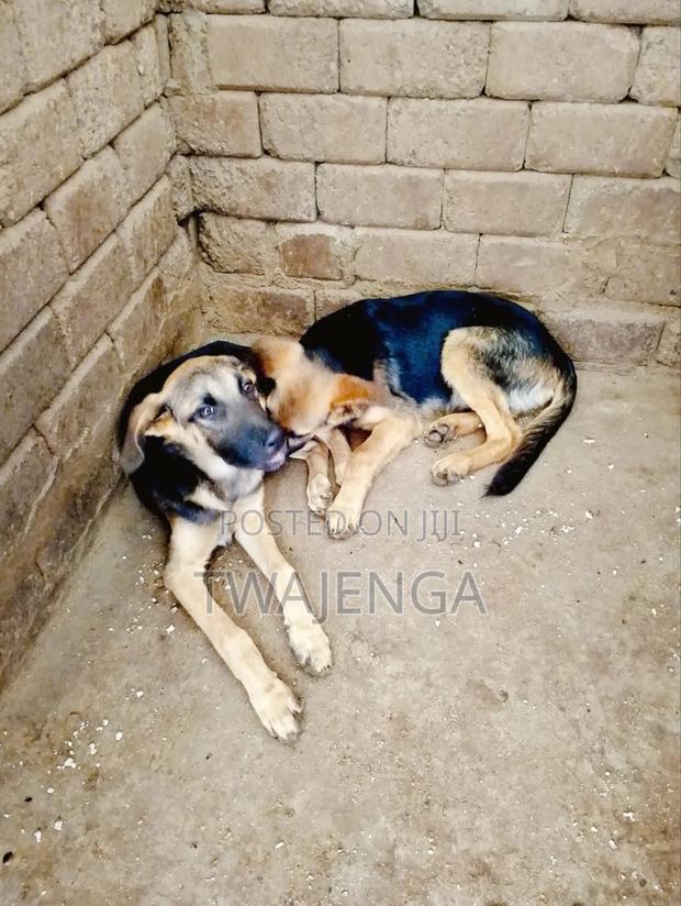 3-6 months Male Purebred German Shepherd - thumbnail 4