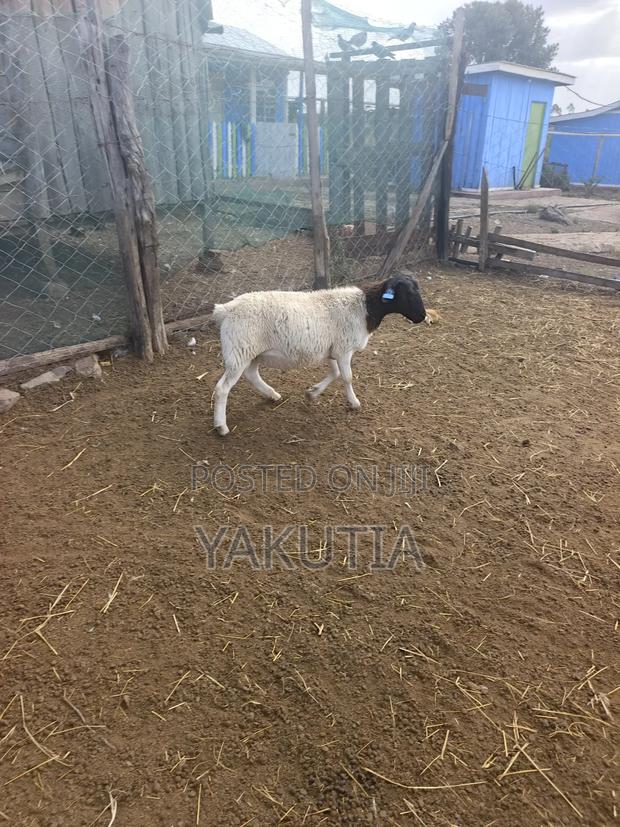 Pure Dorper Rams - thumbnail 3