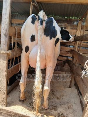 Hostein Freshian Cow - thumbnail 2