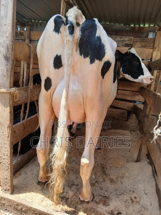 Hostein Freshian Cow - thumbnail 3