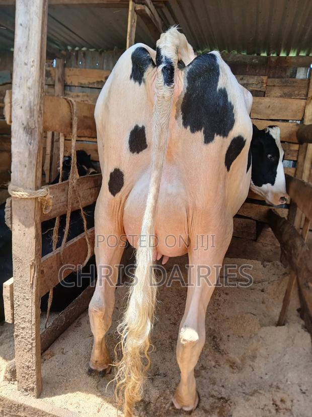 Hostein Freshian Cow - thumbnail 4