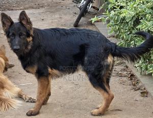 3-6 months Male Purebred German Shepherd - thumbnail 2