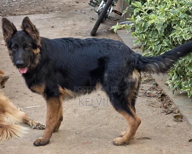 3-6 months Male Purebred German Shepherd - thumbnail 3