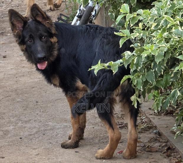 3-6 months Male Purebred German Shepherd - thumbnail 4