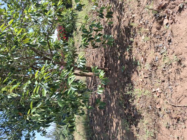 1/4 Acre Plot in Utawala - thumbnail 6