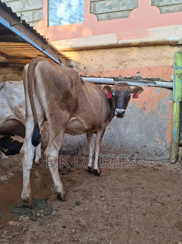 Jersey Bulling Heifer. - main view